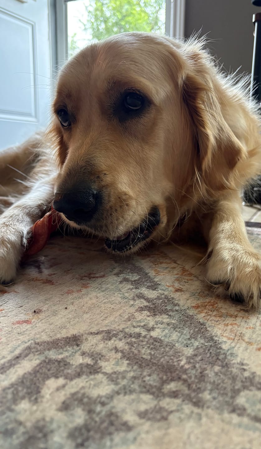 Customer photo review of 6 Inch Jumbo Braided Bully Stick