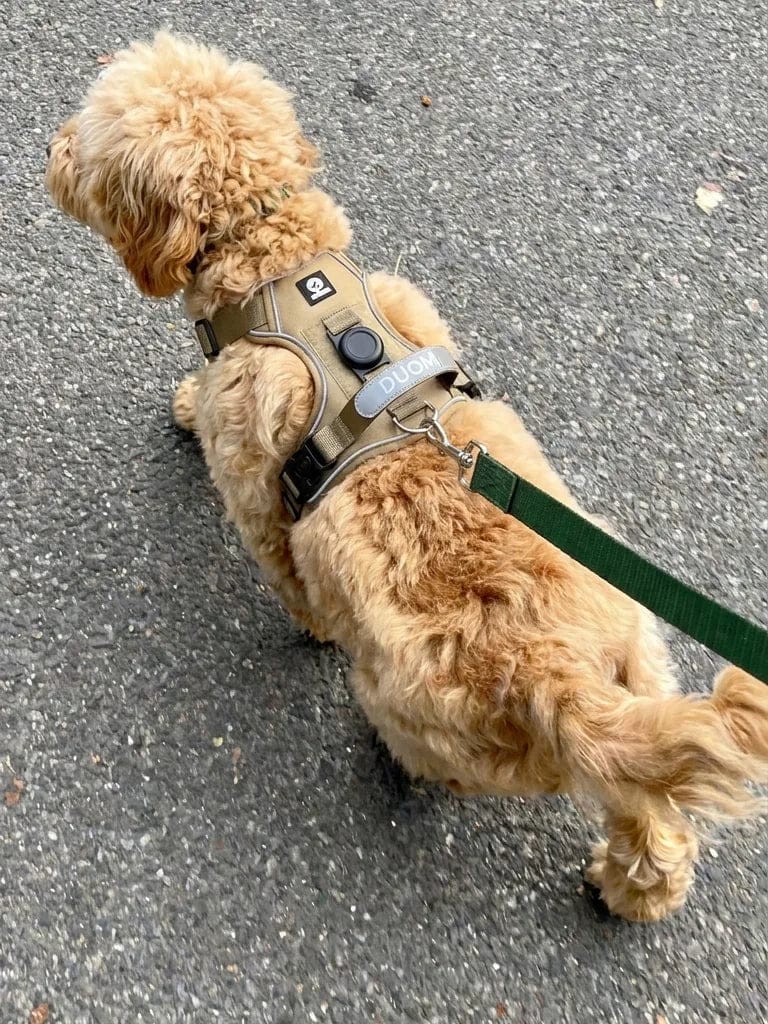 Customer photo review of Harnais pour chien anti-traction & anti-fugue