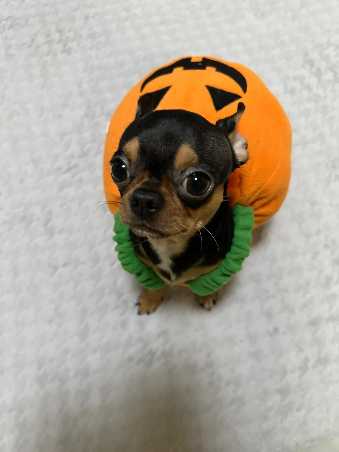 Customer photo review of Halloween Pumpkin Cute costume