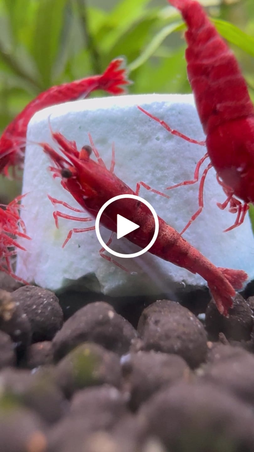 Customer video review of Fire Red Cherry Shrimp