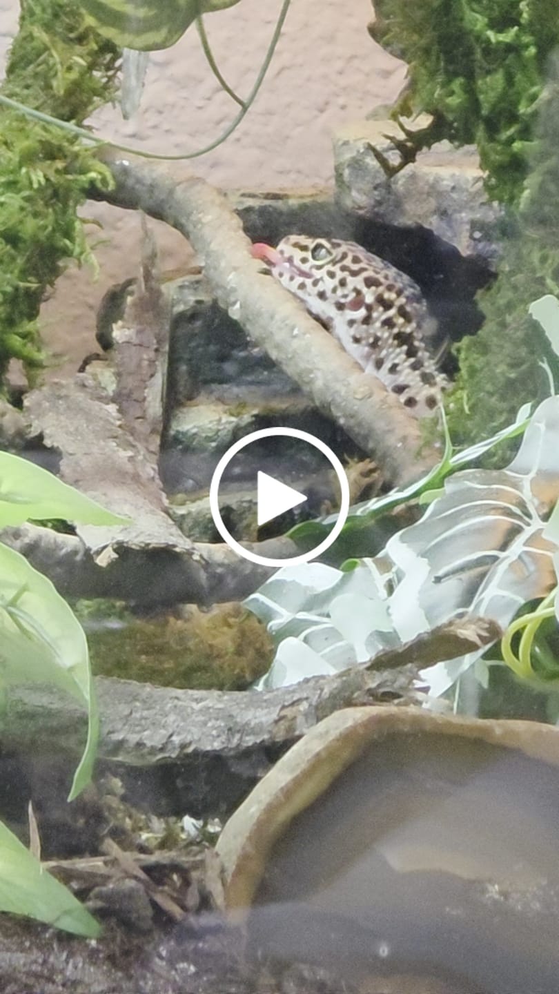 Customer video review of Female 50% Black Night 25% Afghanicus 25% Turcmenics (ovulating)