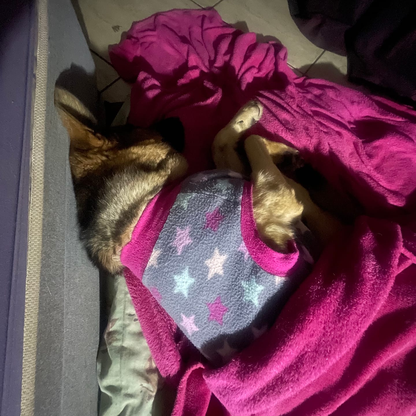 Customer photo review of Doggymin (Skin & Immunity Support For Dogs)