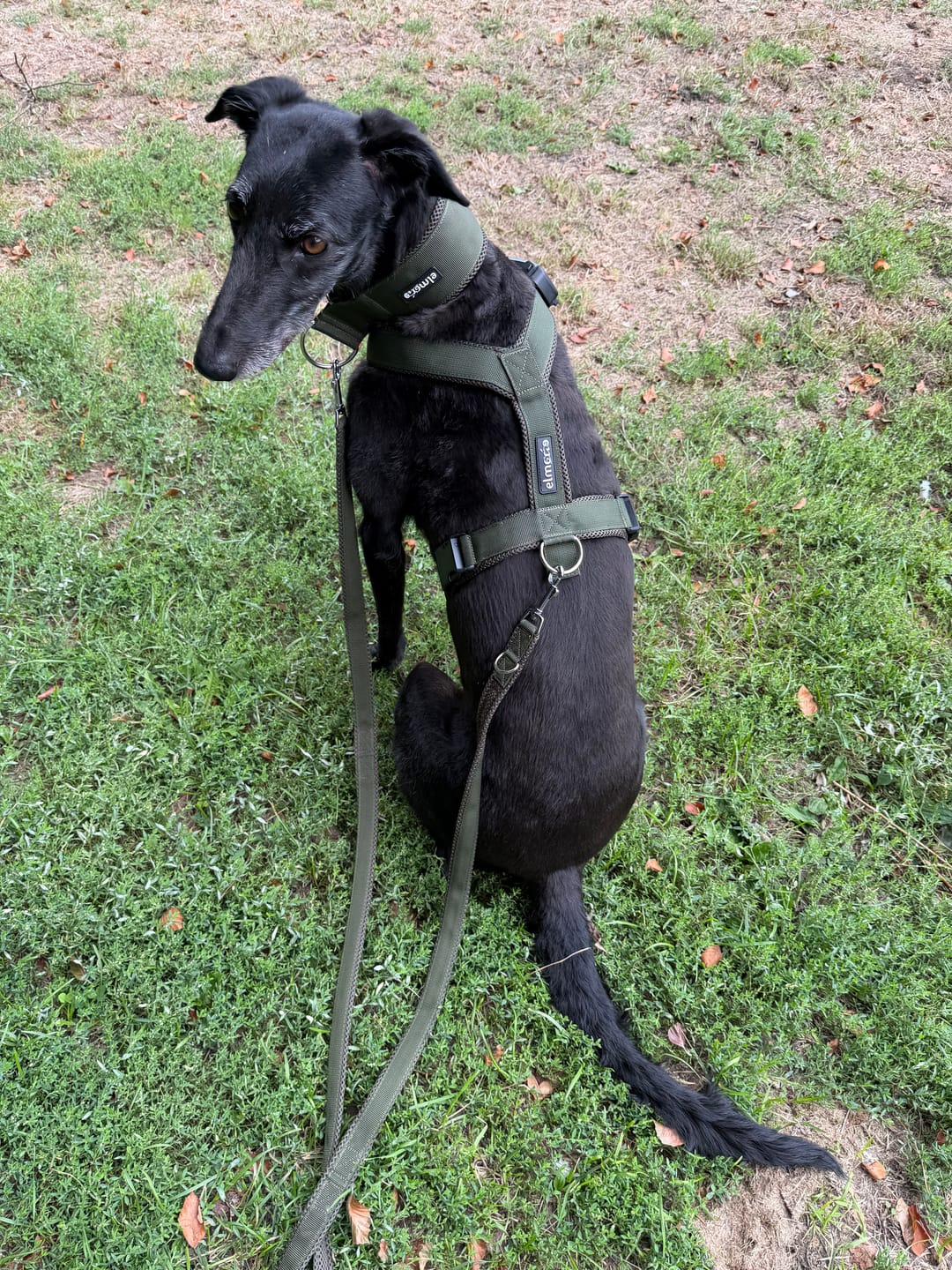 Customer photo review of Windhundgeschirr FUN "Mountain Green"