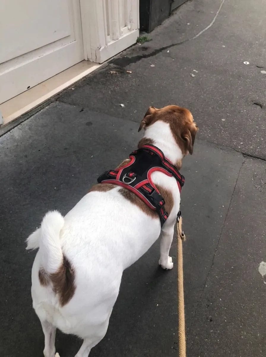 Customer photo review of Harnais anti-traction pour chien