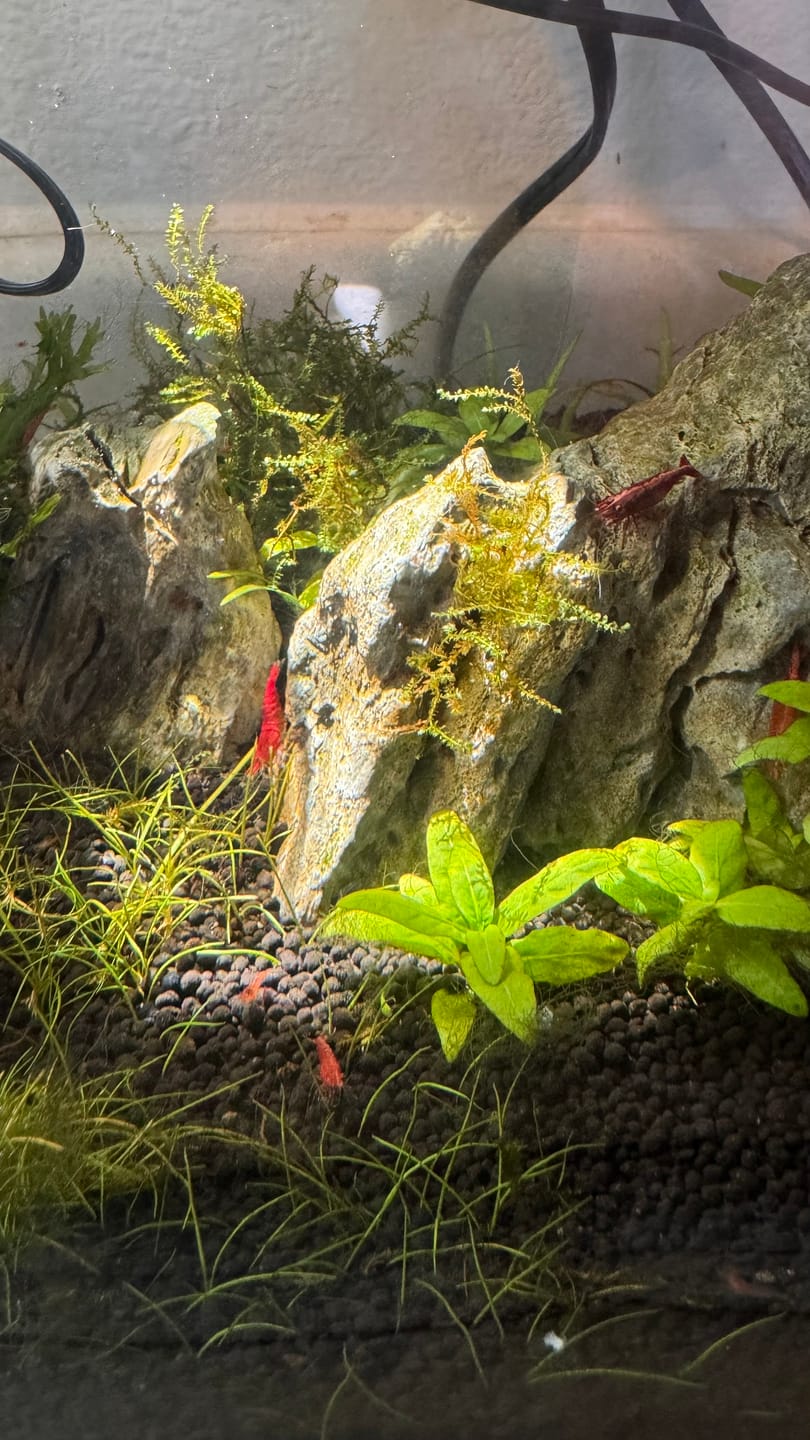 Customer photo review of Fire Red Cherry Shrimp