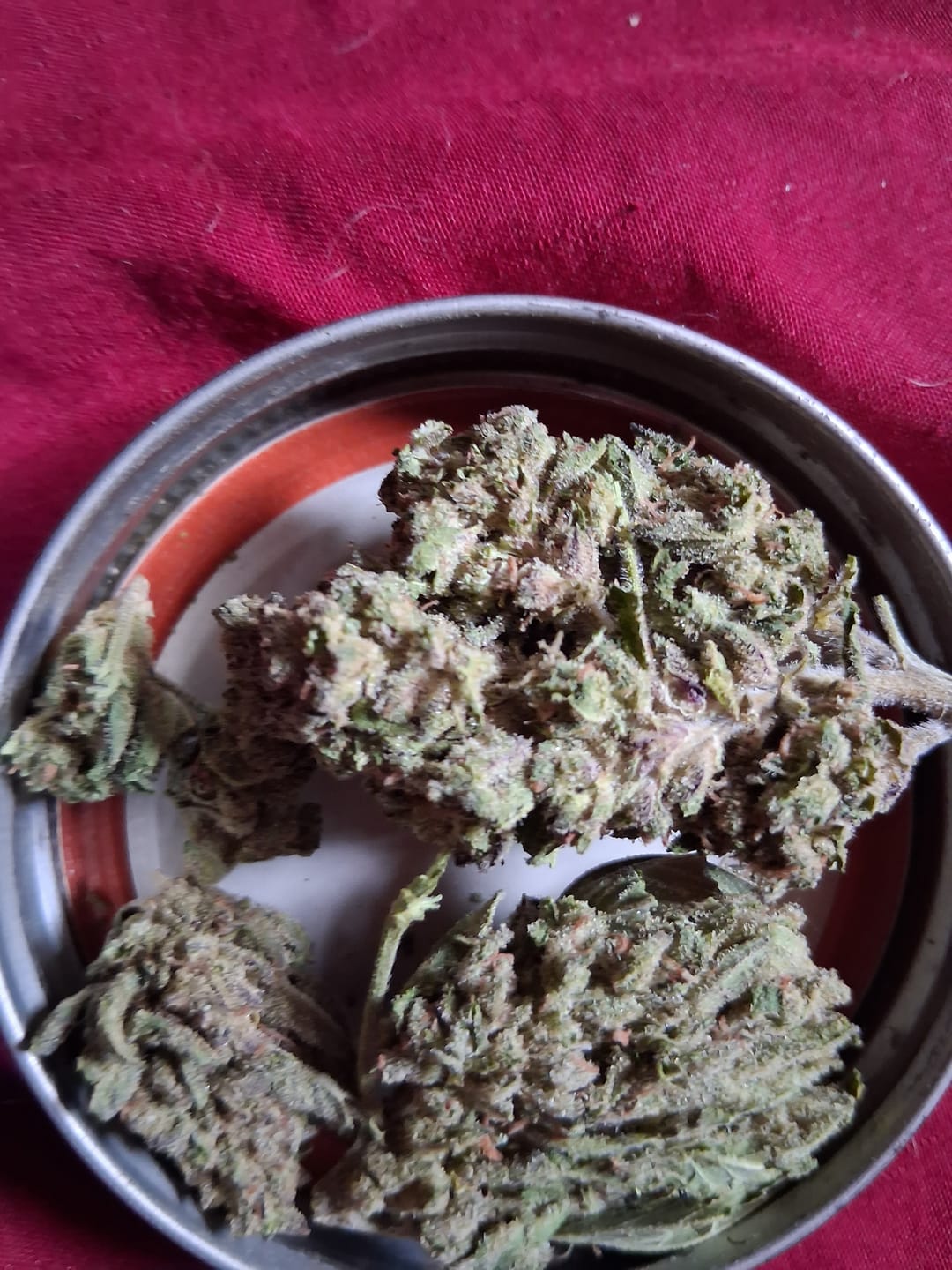 Customer photo review of Platinum Berry - Bulk - Hybrid