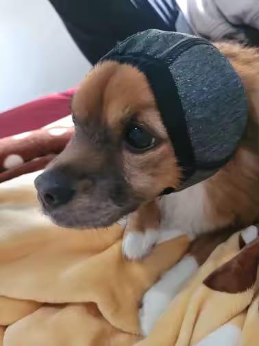 Customer photo review of Orejeras Calmantes para Perros