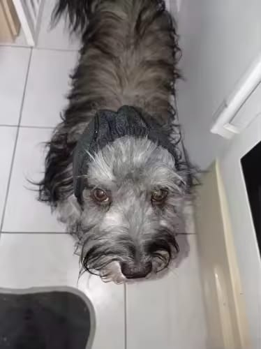 Customer photo review of Orejeras Calmantes para Perros