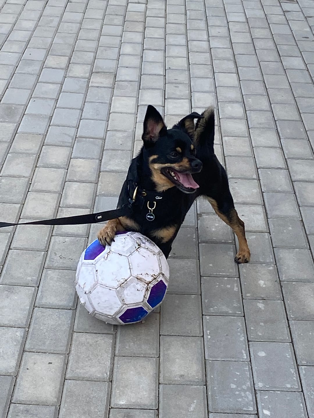 Customer photo review of Szeroka obroża z klamrą - Active Golden Czarna
