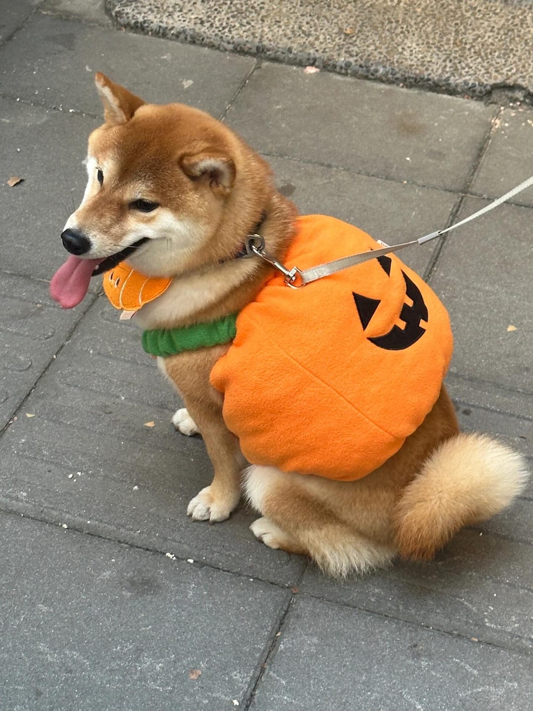 Customer photo review of Halloween Pumpkin Cute costume
