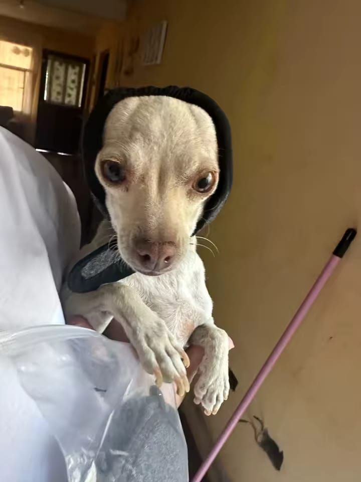 Customer photo review of Orejeras Calmantes para Perros