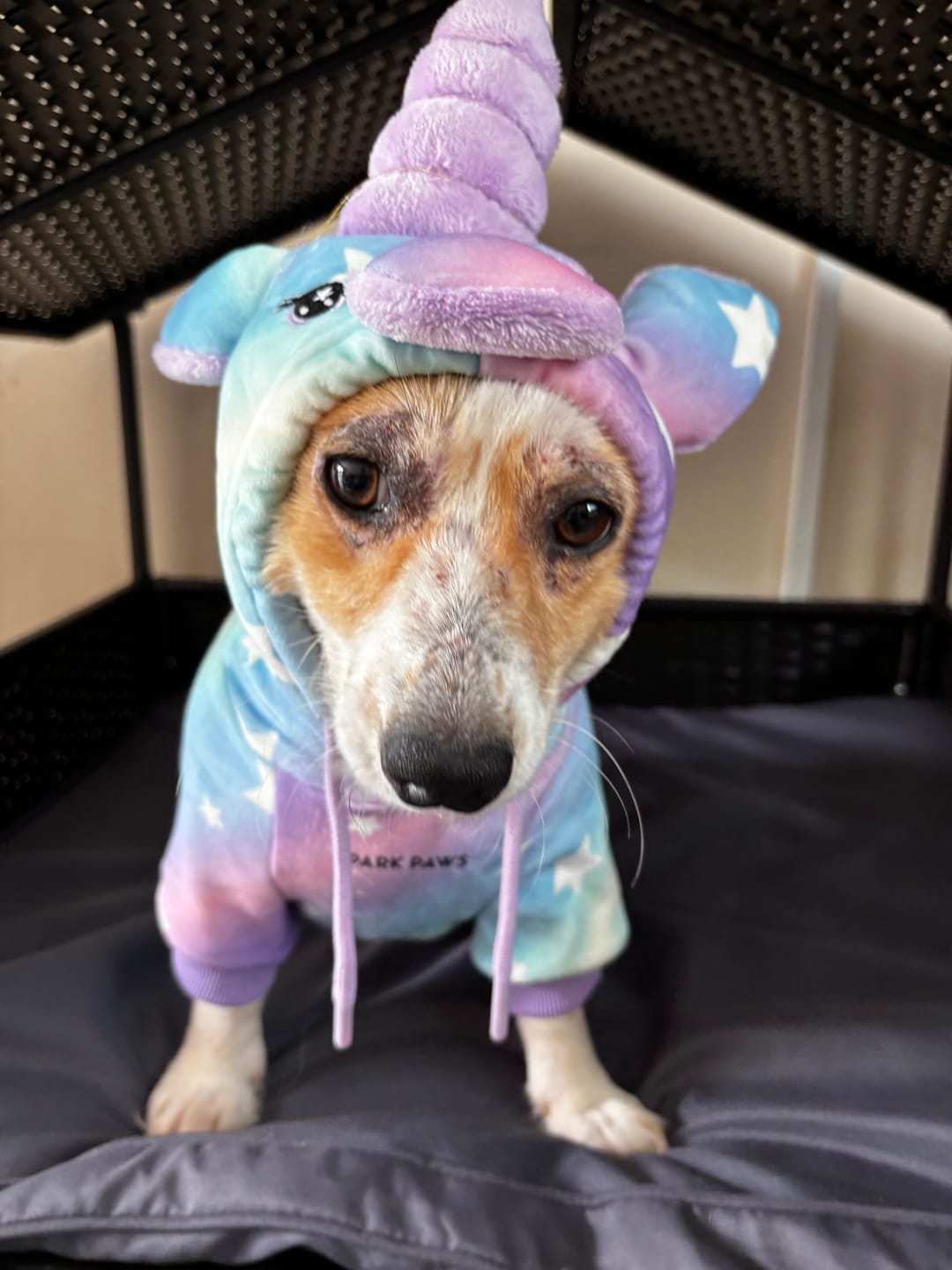 Customer photo review of Halloween Dog Hoodie - Unicorn (2)