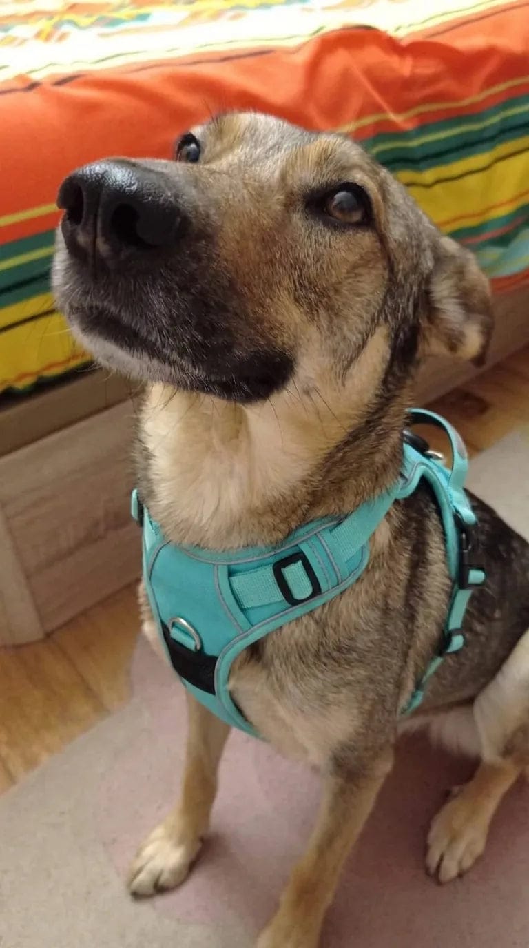 Customer photo review of Harnais pour chien anti-traction & anti-fugue