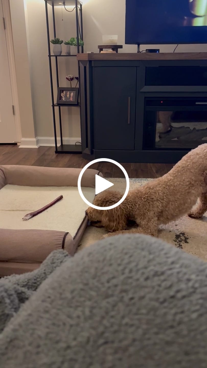 Customer video review of 12 Inch Jumbo Bully Stick