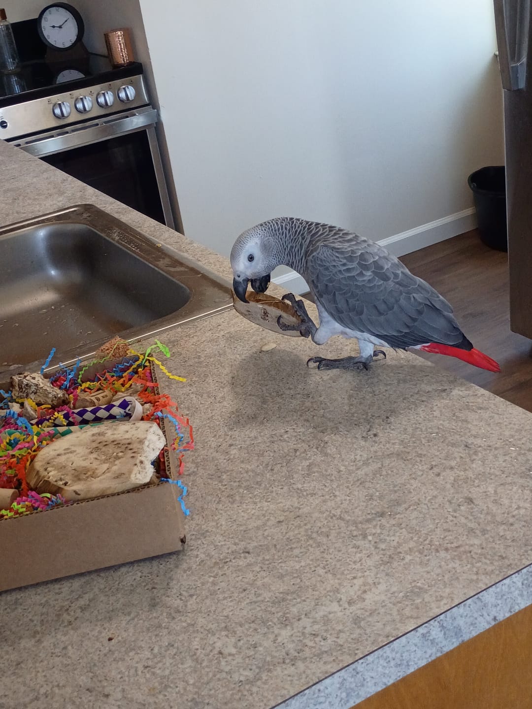 Customer photo review of Foraging Flat Bird Toy (BYOT) – Interactive Treat Hide & Shredding Tray for Parrots, Conures, Cockatiels