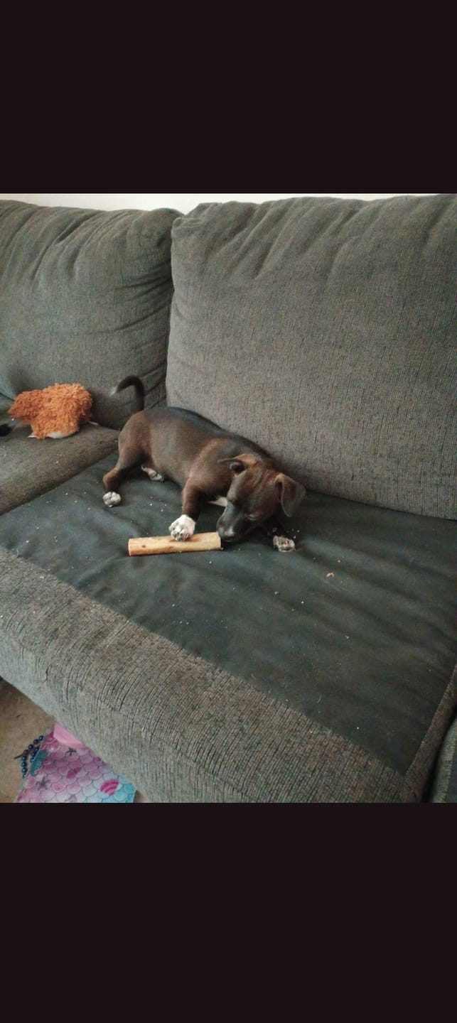 Customer photo review of Ostrich Knuckle (Medium – 4" x 3"): The Perfect Chew for Small to Medium Dogs & Sensitive Stomachs