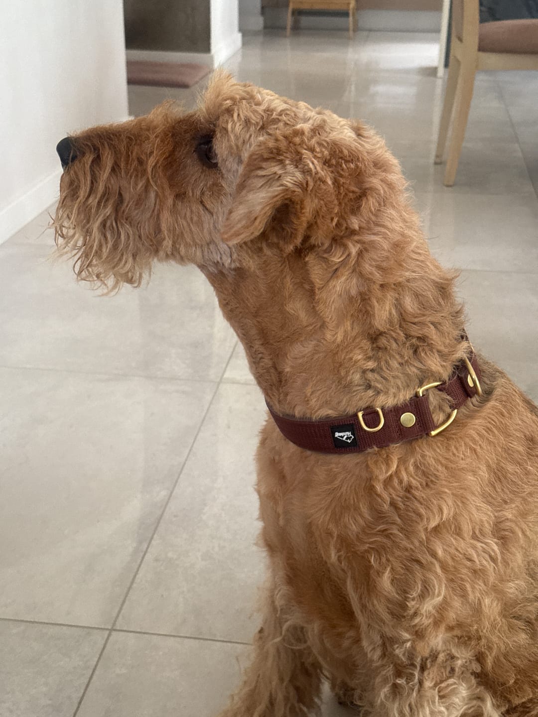 Customer photo review of Szeroka obroża półzaciskowa – Martingale Dark Brown