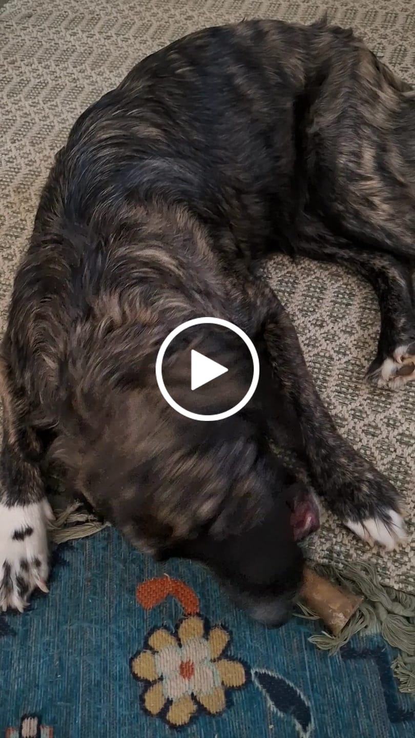 Customer video review of 6" Monster Super Bull Promo