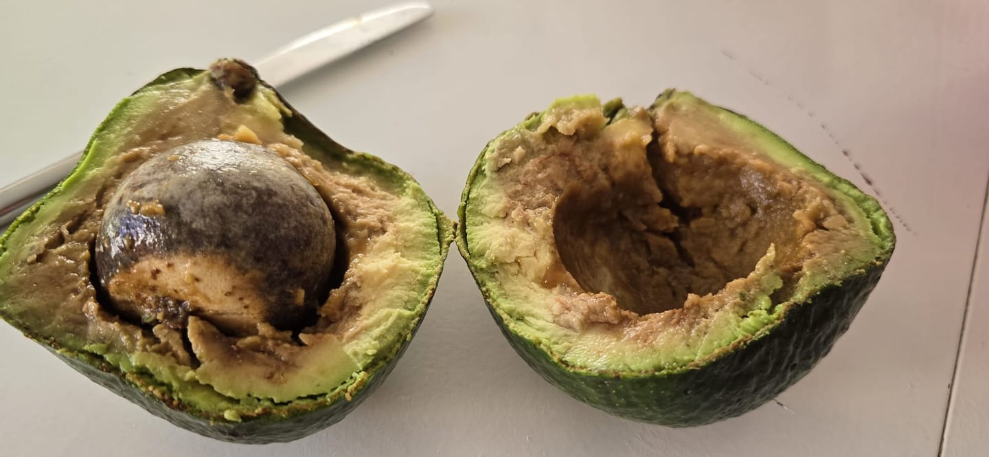 Customer photo review of Avocado Antillano (Riesen-Avocado ca. 700g)