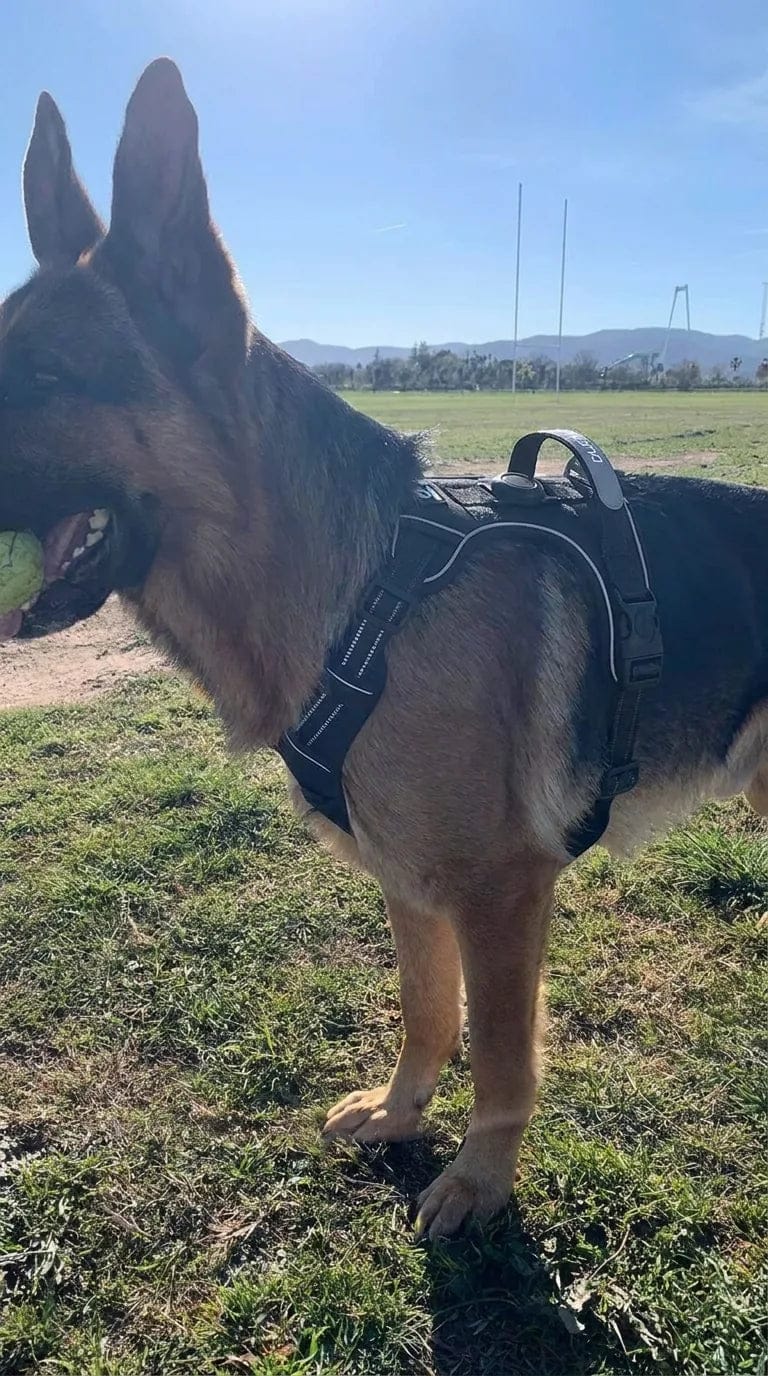 Customer photo review of Harnais pour chien anti-traction & anti-fugue