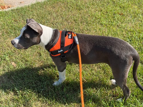 Customer's puppy wearing an orange personalized dog harness with the name Ash on it while outside on the grass.