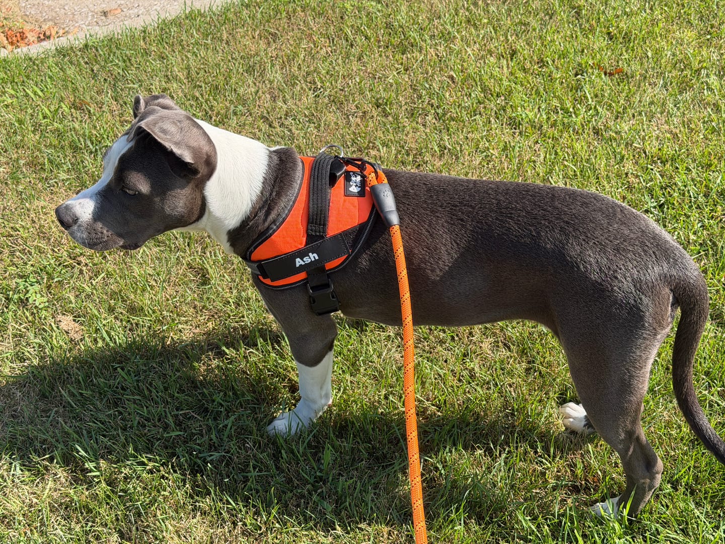 Customer photo review of Personalized Dog Harness