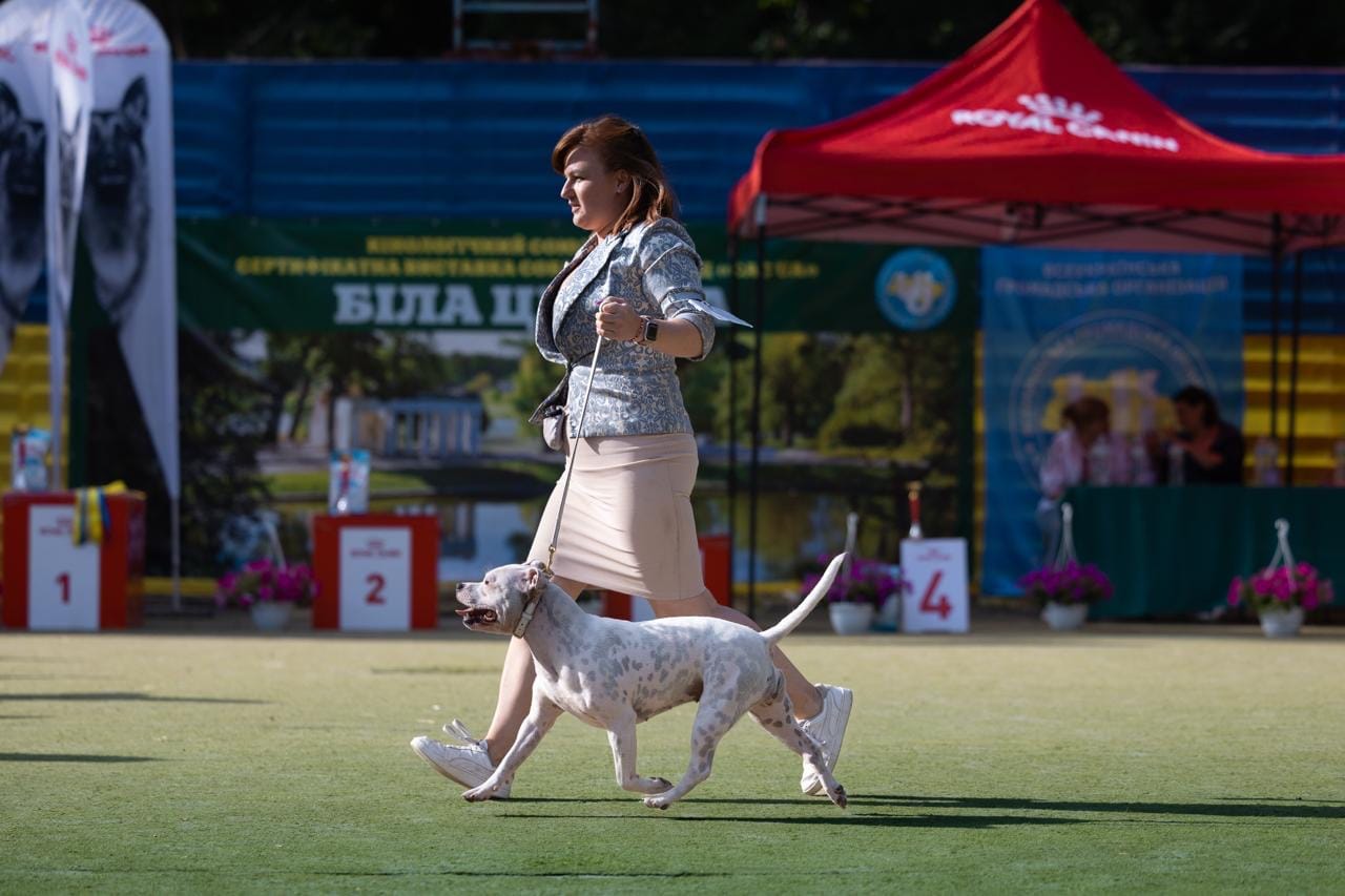 Customer photo review of Staffordshire Bull Terrier 1935® Show Collar & Leash Set - Diamond - White & Gold
