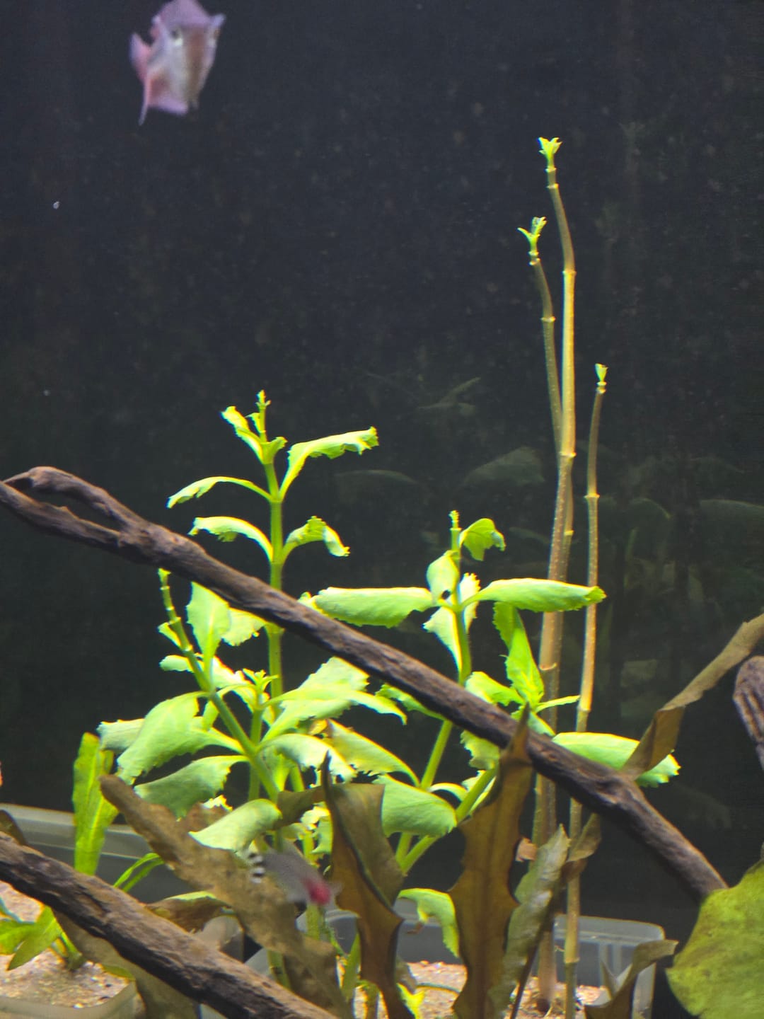 Customer photo review of Water Wisteria (Hygrophila difformis)