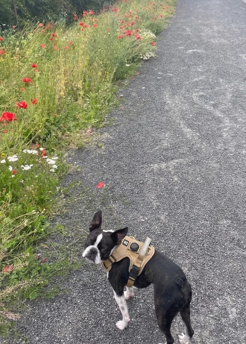 Customer photo review of Harnais pour chien anti-traction & anti-fugue