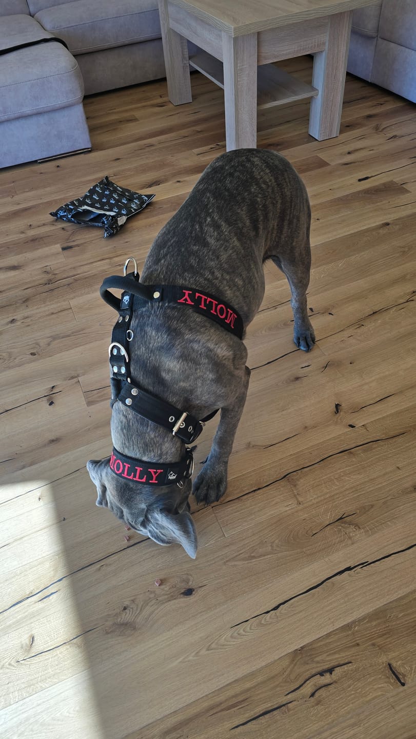 Customer photo review of Szelki dla psa typu guard z imieniem - Personal Harness