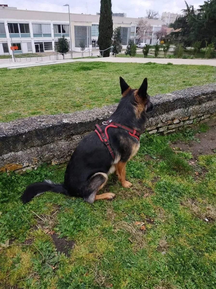 Customer photo review of Harnais anti-traction pour chien