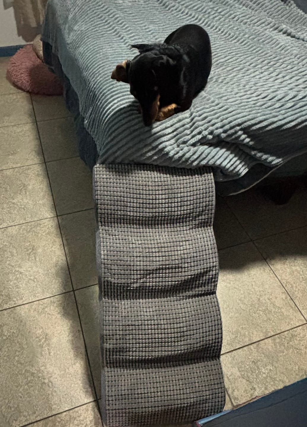 Customer photo review of Rampa Pendiente Suave THE DOGS