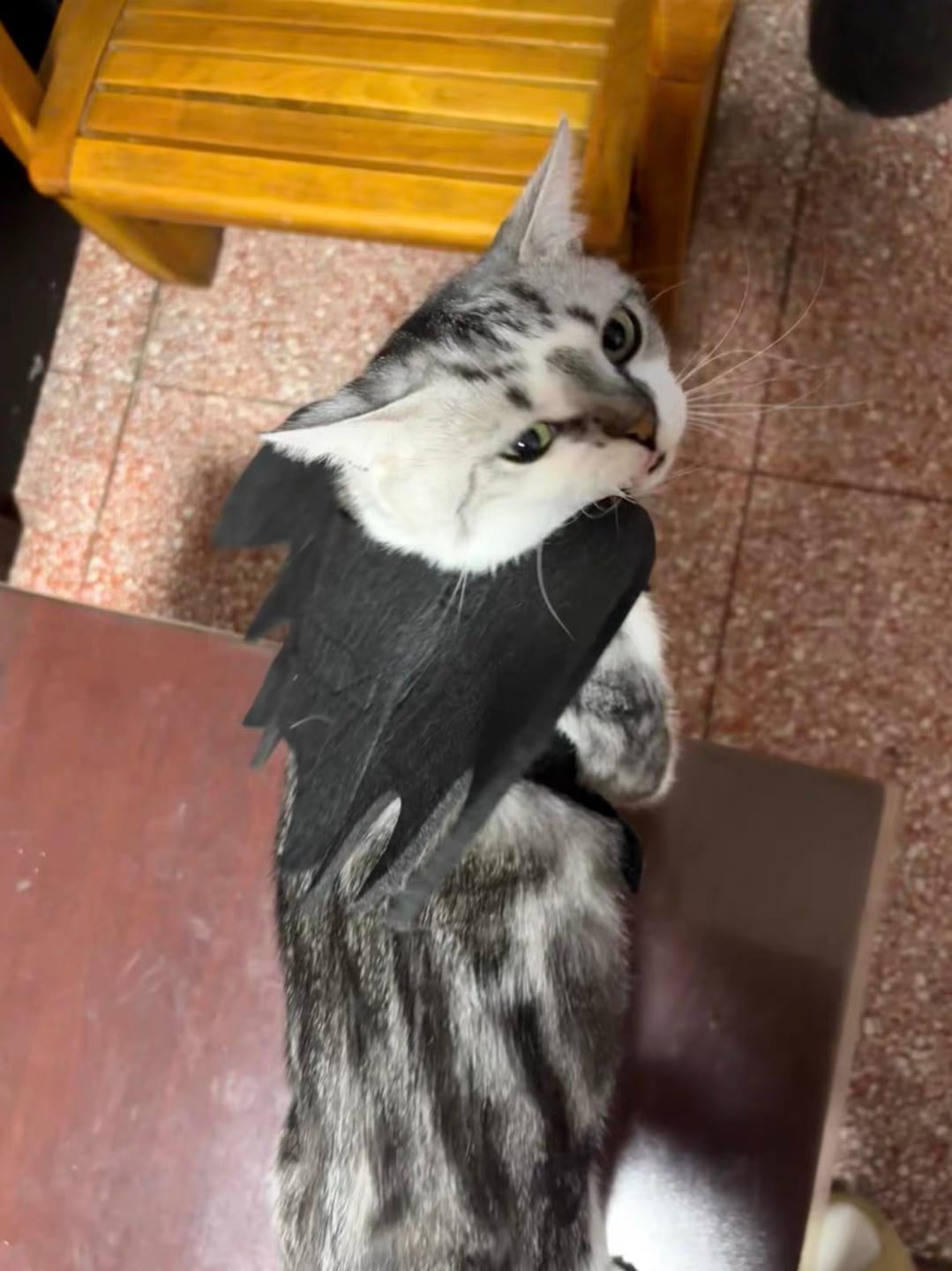Customer photo review of Halloween Bat Costume