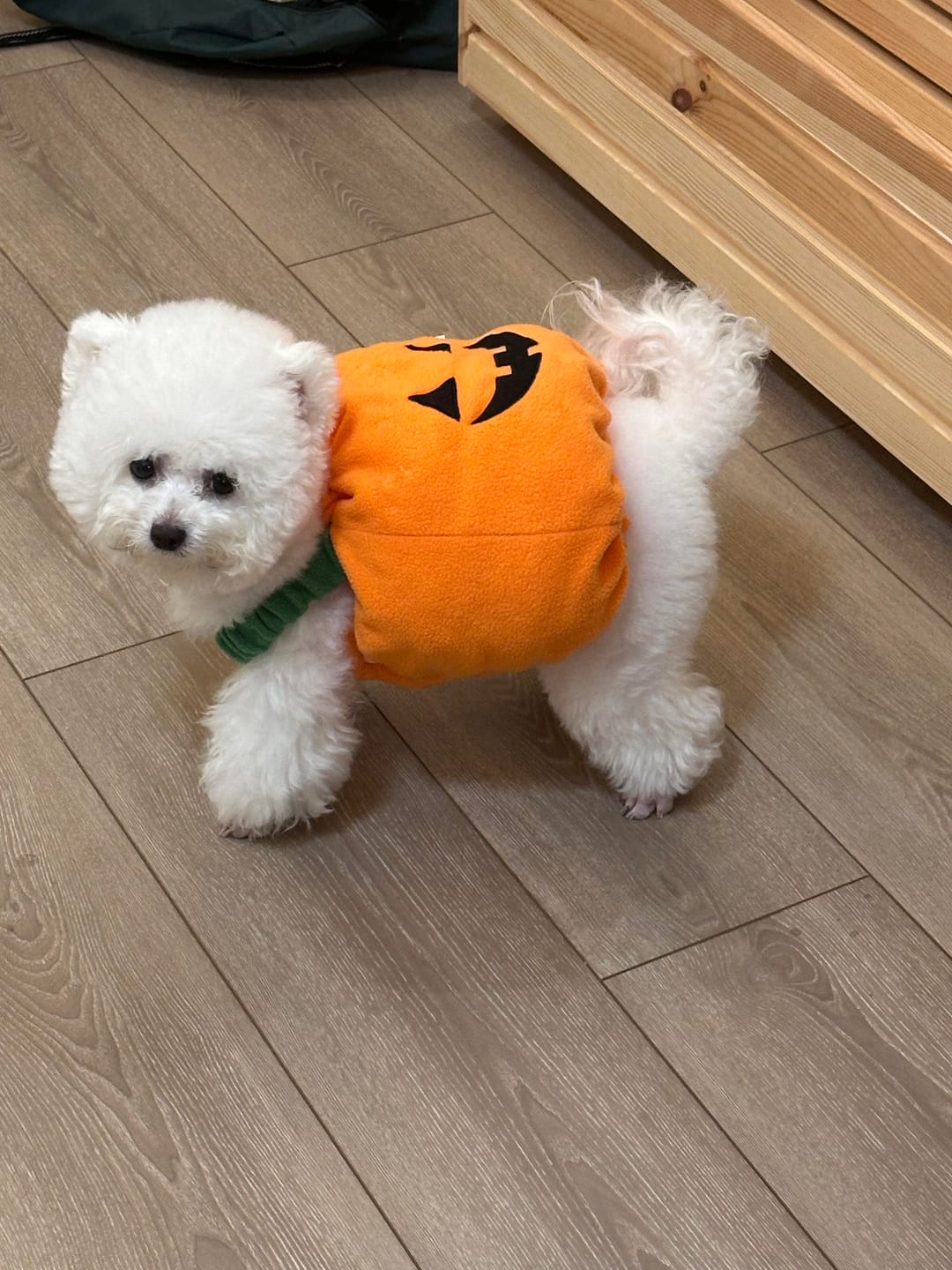 Customer photo review of Halloween Pumpkin Cute costume