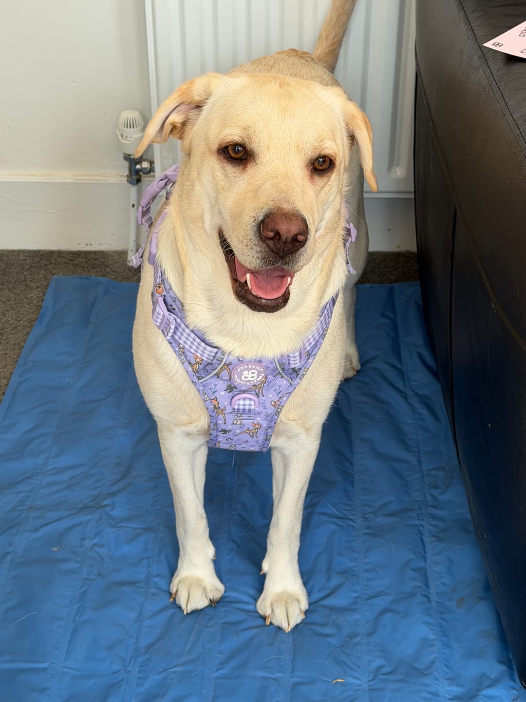 Customer photo review of Disney© Tough Trails™ Harness - Bambi + Friends Lilac