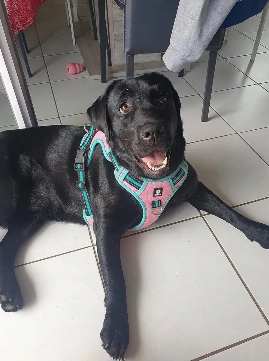 Customer photo review of Harnais anti-traction pour chien