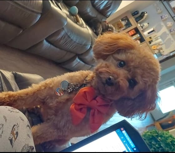 Customer photo review of Tangerine Velvet - Dog Sailor Bowtie