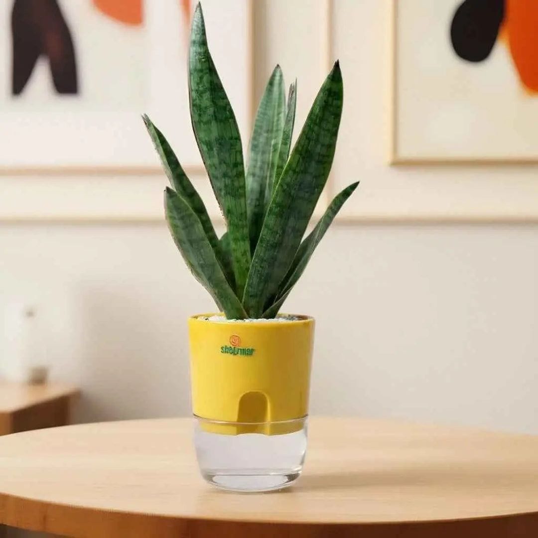 Customer photo review of Sansevieria trifasciata (Snake Plant Green)