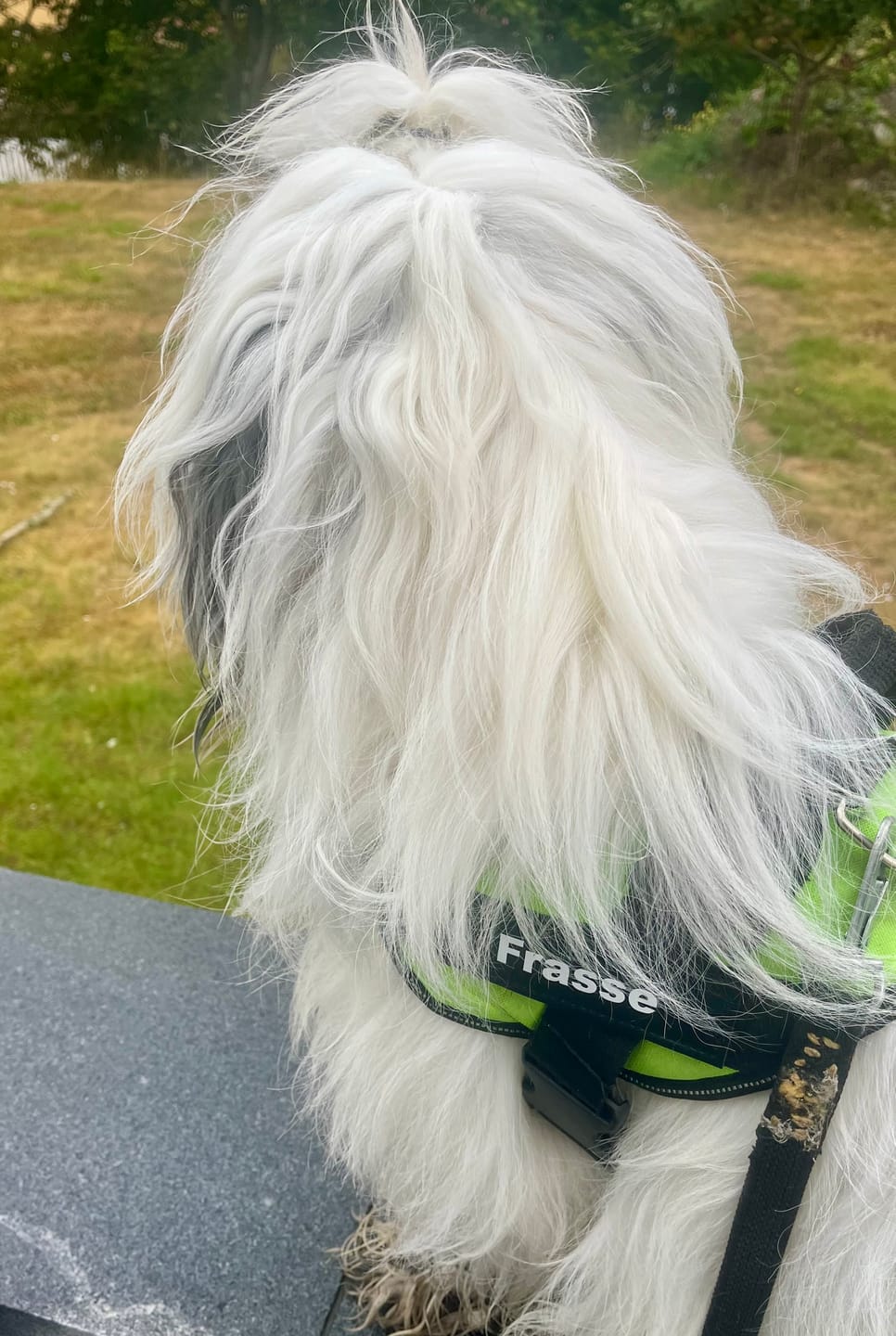 Customer photo review of Namnlappar till Hundsele (2-pack)