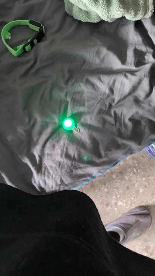 Customer photo review of GlowTag — LED Safety Light Pendant for Dog Collars