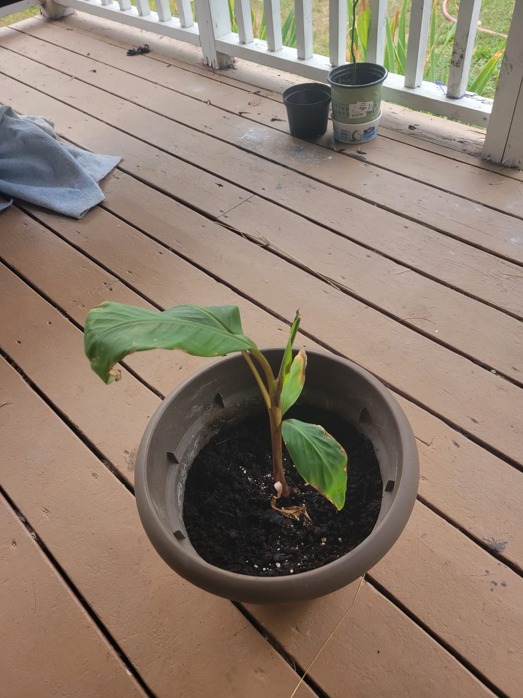 Customer photo review of Musa 'Red Dacca' Banana