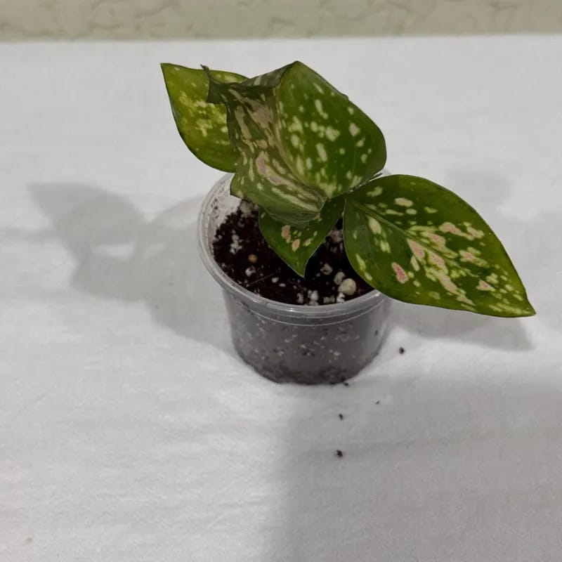 Customer photo review of Aglaonema Lady Valentine in 2" Pot - Rare Pink Indoor Plant - Chinese Evergreen Live Plant - Easy Care Houseplant - Home & Office Gift