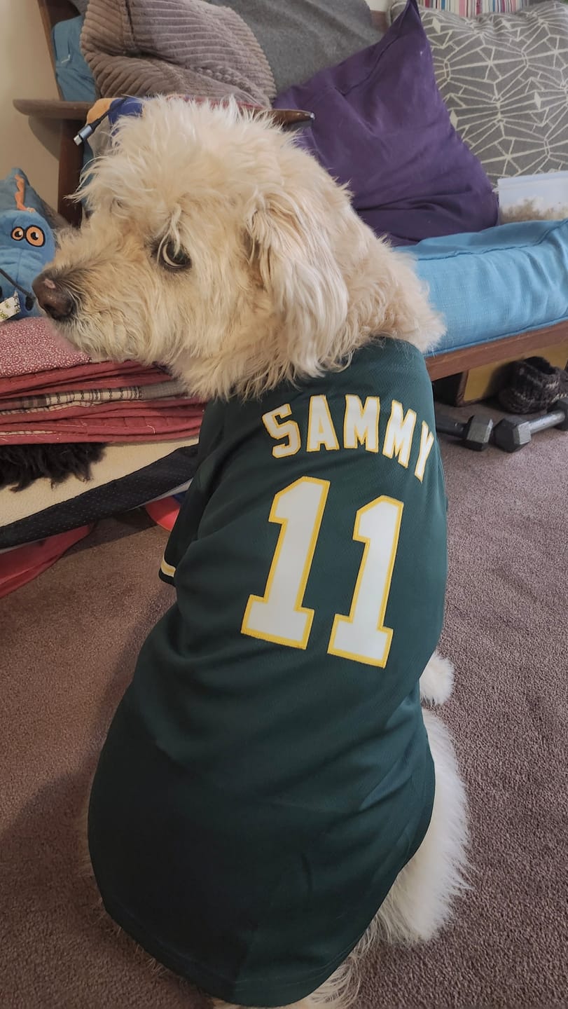 Customer photo review of Custom Green White-Gold Classic Style Dog Jersey