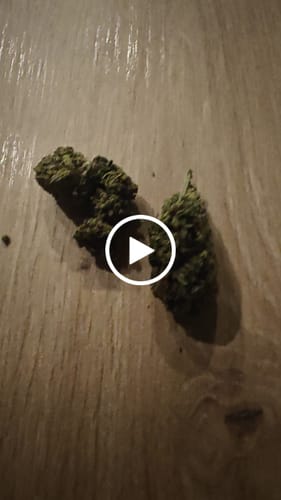 Customer video review of THC-A Flower Cartel Cola