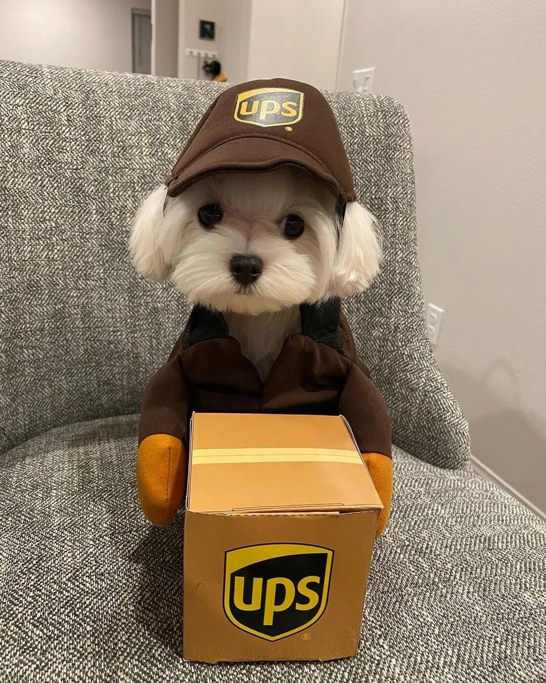 Customer photo review of UPS costume
