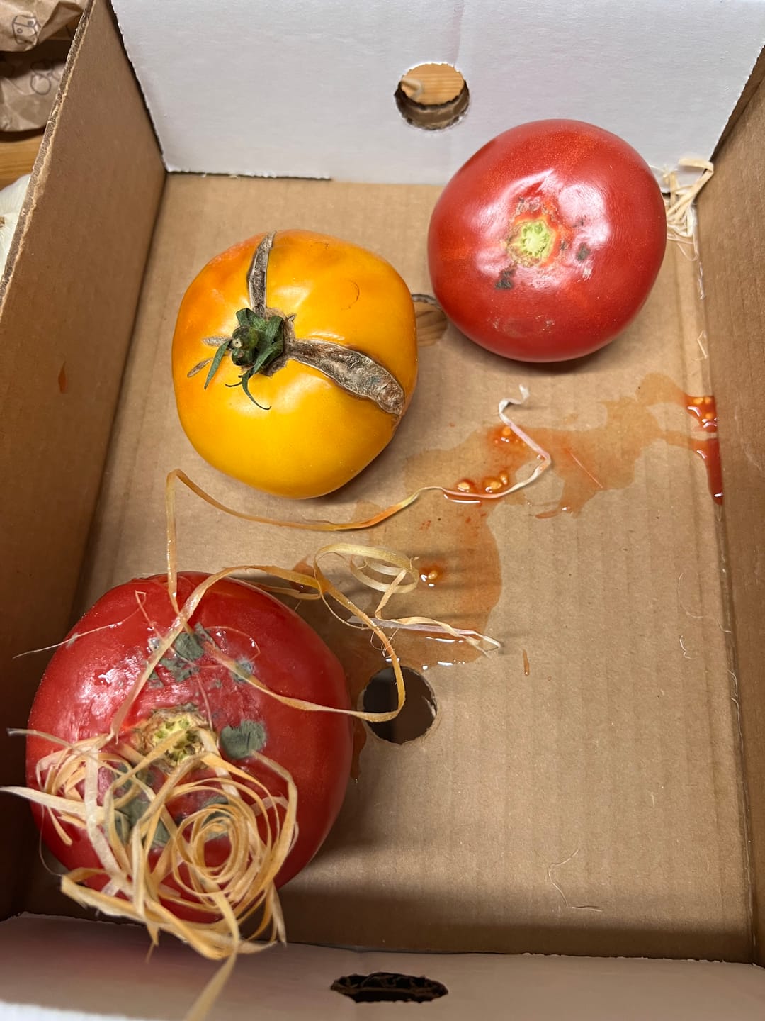 Customer photo review of Avocado & Tomaten Box
