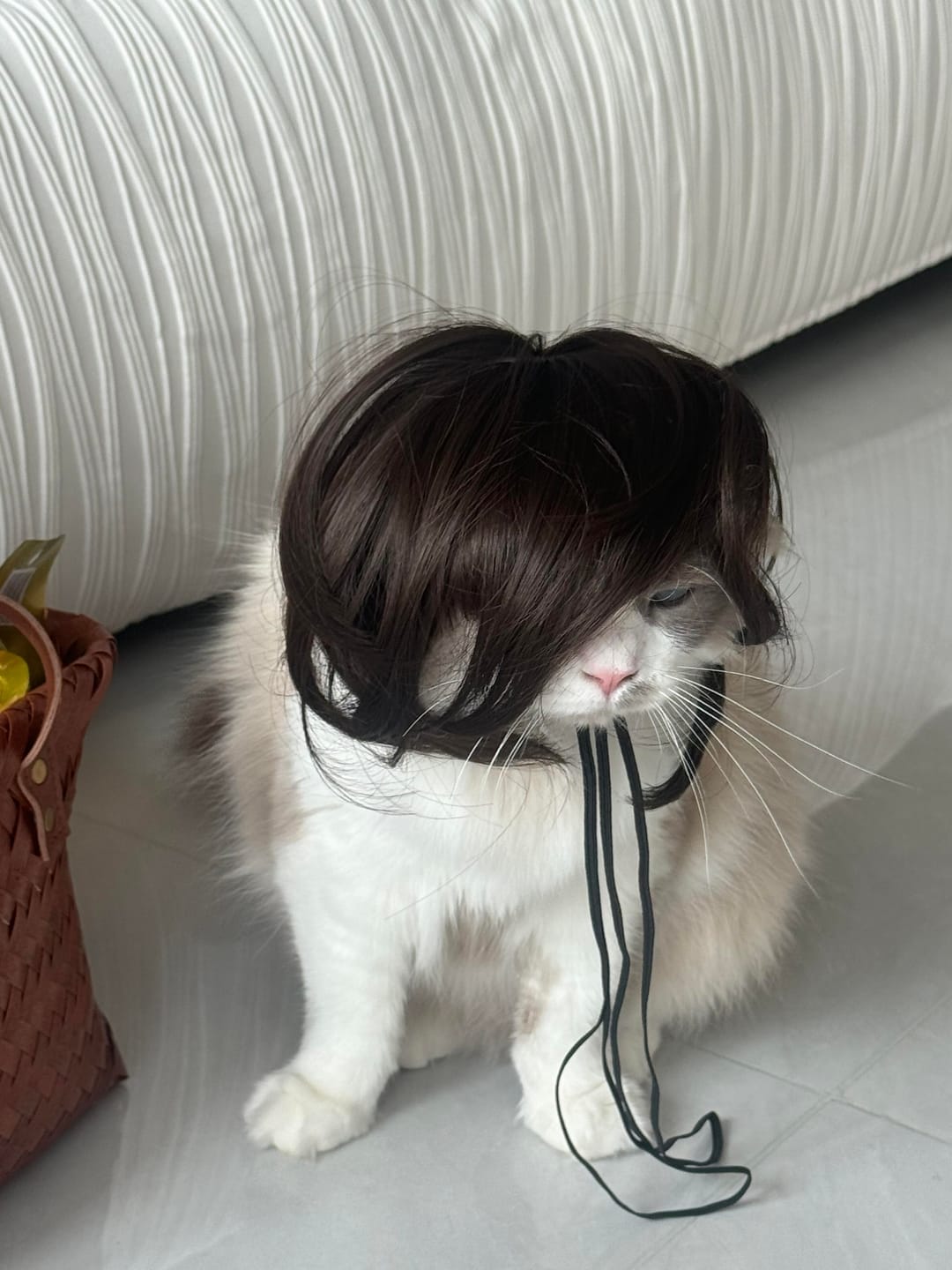 Customer photo review of Funny Pet Wig Costume Collection
