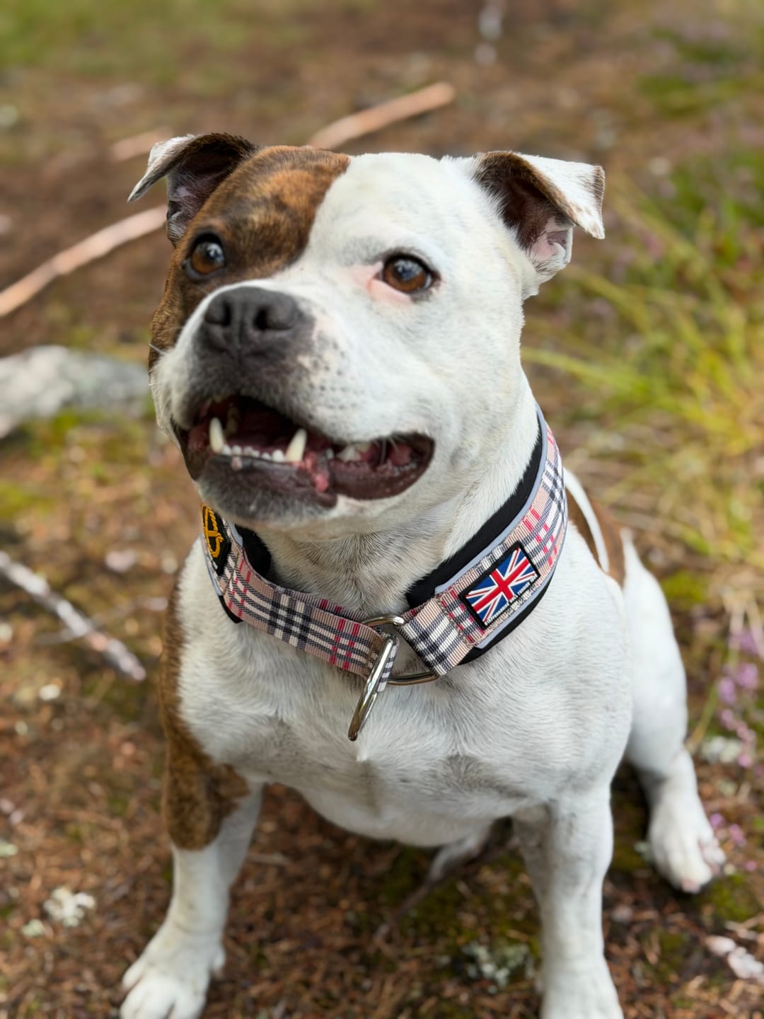 Customer photo review of Staffordshire Bull Terrier 1935® Martingale Collar - Staffburry Beige