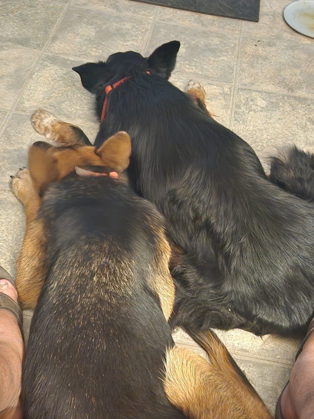 Customer photo review of FurLife™ 12 Months Flea and Tick Free