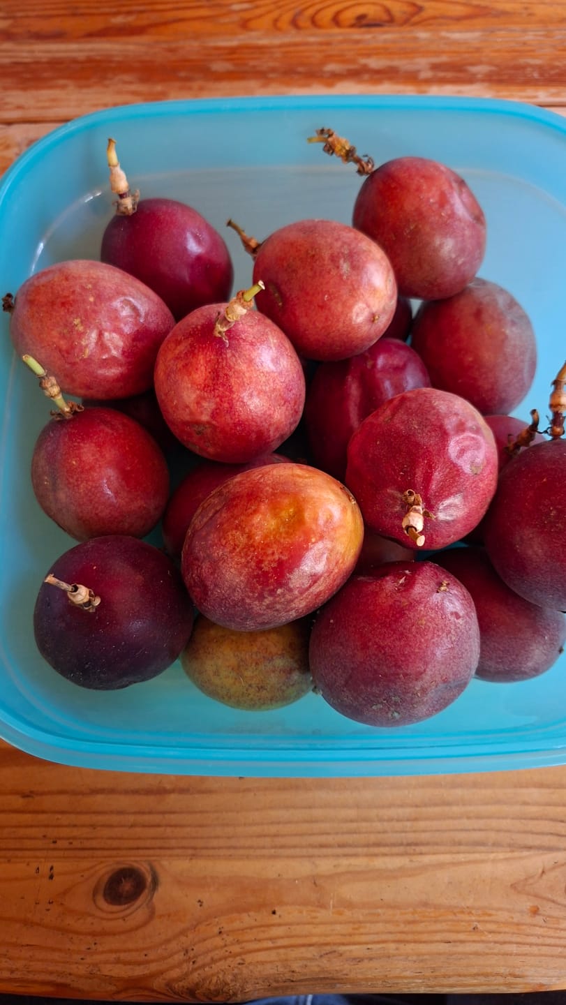 Customer photo review of Passionsfrüchte Bio von Salvador Retteraktion %